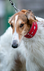 Borzoi dog in a red collar