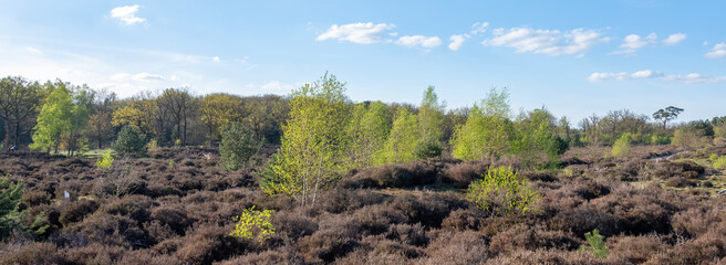 young birch trees with fresh spring leaves on leusder hei near Leusden and Amersfoort in holland