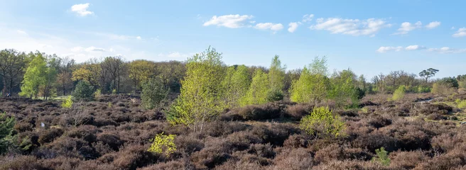 Rolgordijnen young birch trees with fresh spring leaves on leusder hei near Leusden and Amersfoort in holland © ahavelaar