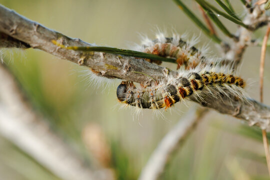 Oruga procesionaria del pino (Thaumetopoea pityocampa) sobre rama de pino en el parque natural dels Voltors de Alcoy, Espa&ntilde;a	