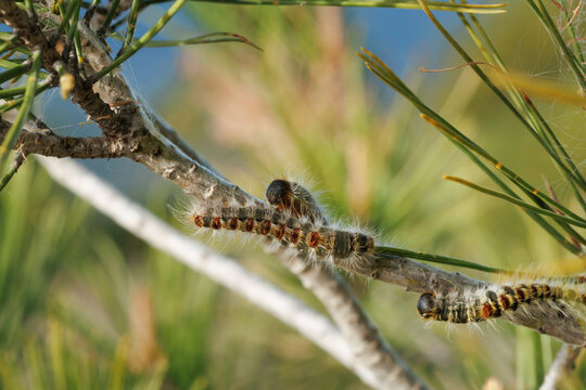 Oruga procesionaria del pino (Thaumetopoea pityocampa) sobre rama de pino en el parque natural dels Voltors de Alcoy, Espa&ntilde;a	