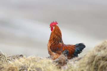 A beautifully plumed domestic rooster is shot close-up on a blurred background - 782163517