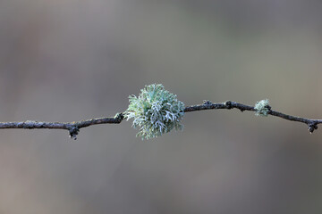 Ball-shaped Pseudevernia furfuracea, commonly known as tree moss shot against a blurred background on a thin branch