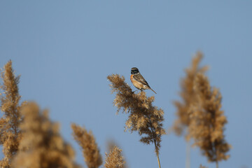 Male European stonechat (Saxicola rubicola) shot close-up sitting on a reed inflorescence against a blue sky - 782163535