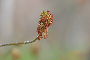 Acer negundo inflorescences shot close up in soft morning light against a beautiful blurred background