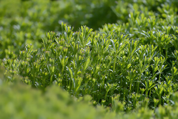 Close-up of dense thickets of lush green grass for screensavers or backgrounds - 782163568