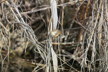 common reed warbler (Acrocephalus scirpaceus) filmed sitting on stems of dry reeds in breeding plumage and natural habitat