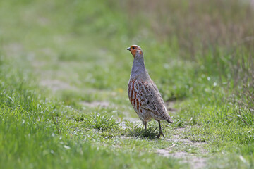 Male gray partridge (Perdix perdix) shot close-up on forest grass in backlight