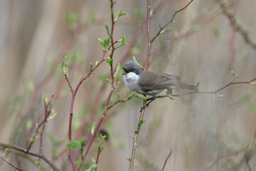 Various angles close-up photo of lesser whitethroat (Curruca curruca) in breeding plumage sitting on the branches of flowering trees and bushes - 782163784