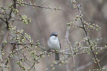 Various angles close-up photo of lesser whitethroat (Curruca curruca) in breeding plumage sitting on the branches of flowering trees and bushes - 782163798