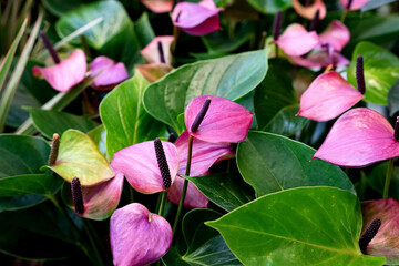 Anthurium flowers close-up. beauty of nature