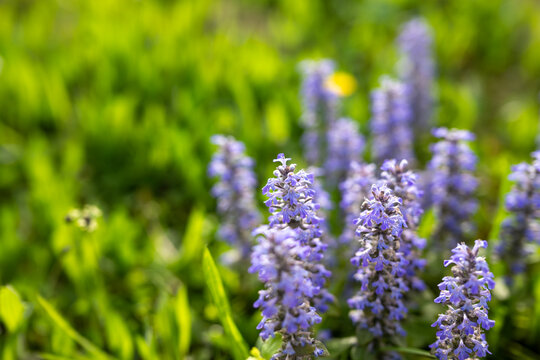 Ajuga reptans, blue bugle, bugleweed or carpetweed plants in full bloom on green grass