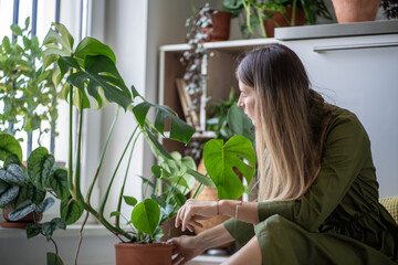 Woman plant lover taking care about Monstera houseplants. Interested female have indoor plant hobby with green indoor plant examines touching leaves sitting on floor at home. 