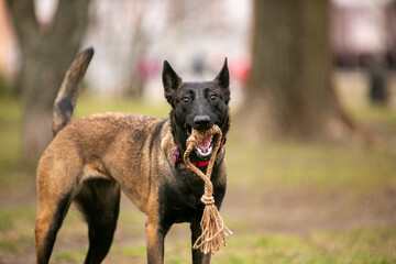  Belgian Malinois dog