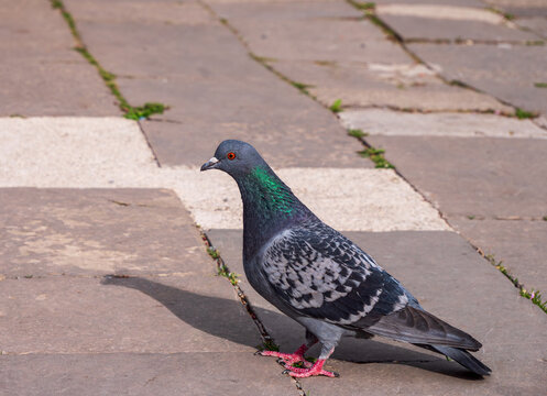 In Košice, the metropolis of the East, urban pigeons are part of urban life, but also a long-term problem.