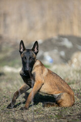  Belgian Malinois dog