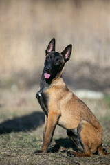 portrait of a Belgian Malinois dog