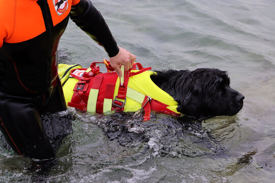 Labrador dog rescue and recovery exercise at sea. Canine Unit of Nautical Rescue Dog School