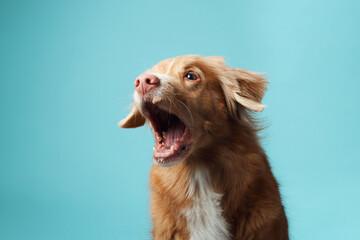 dog with open mouth. Nova Scotia Duck Tolling Retriever vocalizing energetically, set against a soothing blue backdrop, capturing the breed vivacious personality. - 782165137
