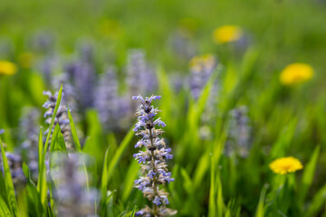 Ajuga reptans, blue bugle, bugleweed or carpetweed plants in full bloom on green grass