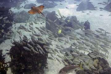Aquarium diver during maintenance - 782165553