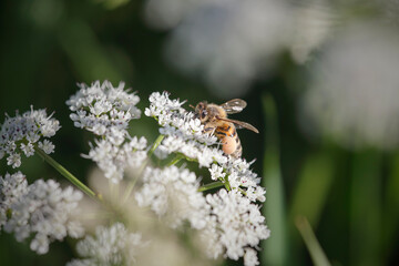 European bee sucking pollen and nectar - 782165593
