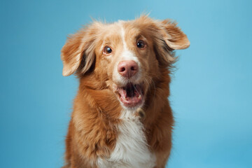 dog with open mouth. Nova Scotia Duck Tolling Retriever vocalizing energetically, set against a soothing blue backdrop, capturing the breed vivacious personality. - 782165728