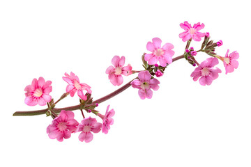 Pnk Catmint flower branch isolated on white. Purple flower