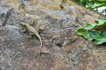 Tropidurus Lizard on a rock close to the Iguaziu falls in Brasil.