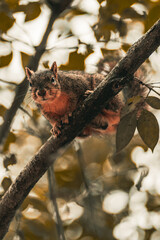 Naklejka na ściany i meble Brown squirrel up in a tree