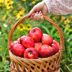 Woman holding a wicker basket with red apples
