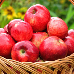 Red ripe apples in a wicker basket on background of flowers