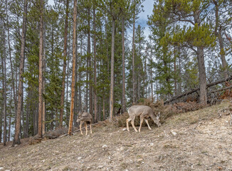 Two mule deer (Odocoileus hemionus) grazing on a rocky slope in Banff National Park, Alberta, Canada