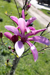 Beautiful pink magnolia flowers on tree. Magnolia blooms in spring garden Blooming magnolia, tulip...