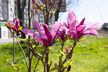 Beautiful pink magnolia flowers on tree. Magnolia blooms in spring garden Blooming magnolia, tulip tree. Magnolia Sulanjana close-up spring background Close-up of beautiful flower First spring flowers - 782171987