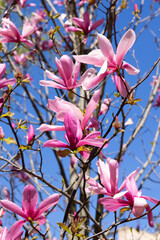 Beautiful pink magnolia flowers on tree. Magnolia blooms in spring garden Blooming magnolia, tulip tree. Magnolia Sulanjana close-up spring background Close-up of beautiful flower First spring flowers - 782172113