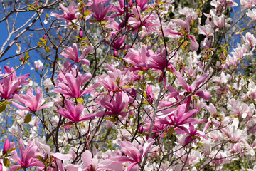 Beautiful pink magnolia flowers on tree. Magnolia blooms in spring garden Blooming magnolia, tulip tree. Magnolia Sulanjana close-up spring background Close-up of beautiful flower First spring flowers - 782172114