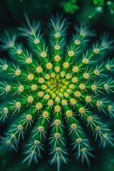 Close up view of a cactus plant with numerous small spines, isolated on white background
