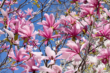 Beautiful pink magnolia flowers on tree. Magnolia blooms in spring garden Blooming magnolia, tulip tree. Magnolia Sulanjana close-up spring background Close-up of beautiful flower First spring flowers - 782172707