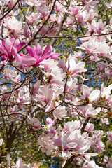 Beautiful pink magnolia flowers on tree. Magnolia blooms in spring garden Blooming magnolia, tulip tree. Magnolia Sulanjana close-up spring background Close-up of beautiful flower First spring flowers - 782172721