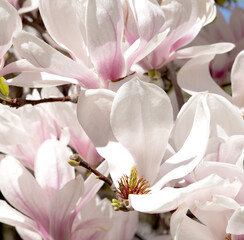 Beautiful pink magnolia flowers on tree. Magnolia blooms in spring garden Blooming magnolia, tulip tree. Magnolia Sulanjana close-up spring background Close-up of beautiful flower First spring flowers - 782172767