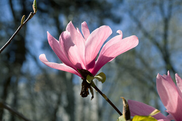 Beautiful pink magnolia flowers on tree. Magnolia blooms in spring garden Blooming magnolia, tulip tree. Magnolia Sulanjana close-up spring background Close-up of beautiful flower First spring flowers - 782172956