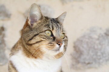 tabby and white cat outdoors 