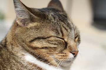 tabby and white cat outdoors 