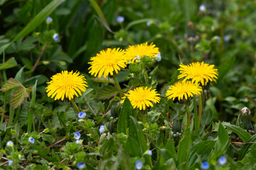 Pissenlit, Taxacum officinale