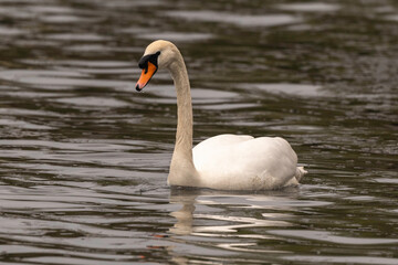 Cygne tuberculé, .Cygnus olor, Mute Swan