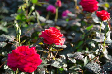Red roses bloom in the summer in the garden