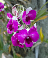 Beautiful orchid flowers in the morning in the garden