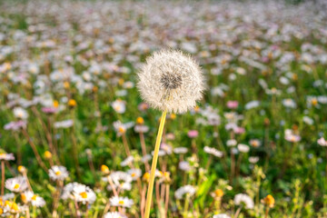 Dandelions in field. Plant in spring. Details of summer nature.