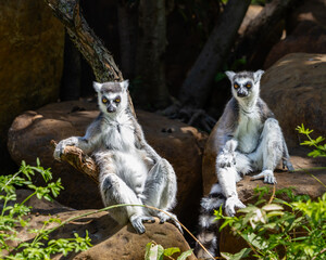 ring lemur © James